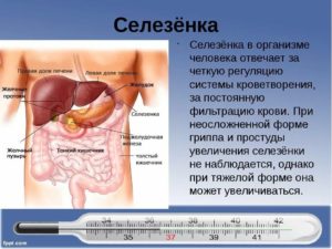 Экзема на руках, что делать? Болит желудок, печень и селезенка