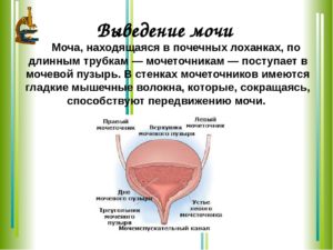 Чувство остаток мочи в члене