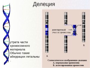 Делеция в хромосоме