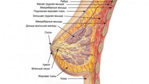 Молочные железны разного размера! Срочно помогите!