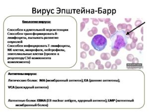 Вирус эпштейна барра при беременности