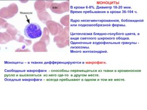 Моноциты в крови