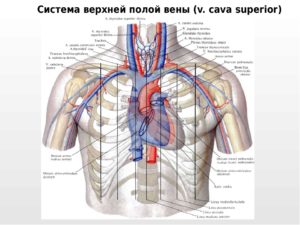 Вена под правой грудью