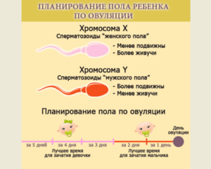 Можно ли забеременеть за 8 дней до овуляции