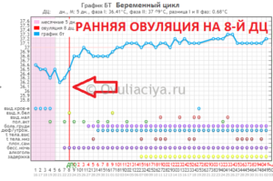 Вероятность беременности на 6 день цикла