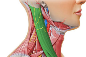 Напряженность мышц шеи