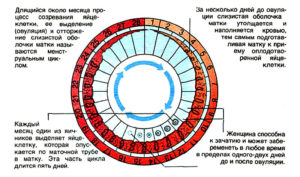 Можно ли забеременеть на следующий день после окончания менструации?