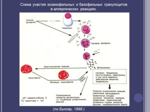 Эозинофилы аллергия ли это как определить