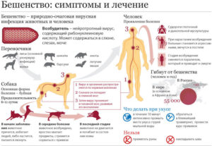 Можно ли заразиться бешенством от обычного мяса