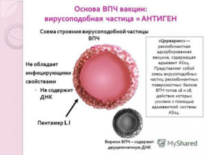 Эктопия и ВПЧ