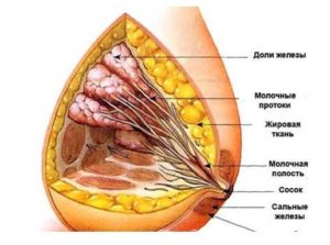Молочные железны разного размера! Срочно помогите!