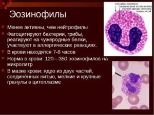 Эозинофилы крови