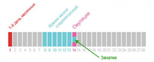 Возможна ли беременность на 9 день, 3 день после месячных?