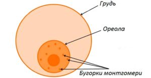 Выделения из железы монтгомери