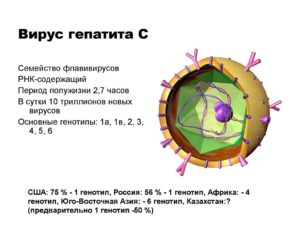 Вирус Гепатит С