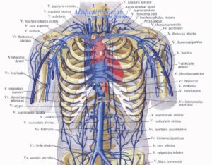 Вена под правой грудью
