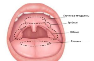 Миндалины