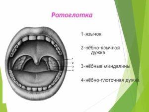 Дырка на небно глоточной дужке болит