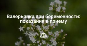 Валерьянка перед родами