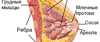 Добавочная долька молочной железы, период ГВ