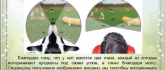 Что означает бинарное зрение