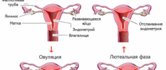 Восстановление менструального цикла после операции