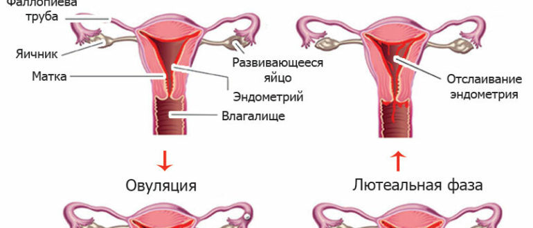 Восстановление менструального цикла после операции