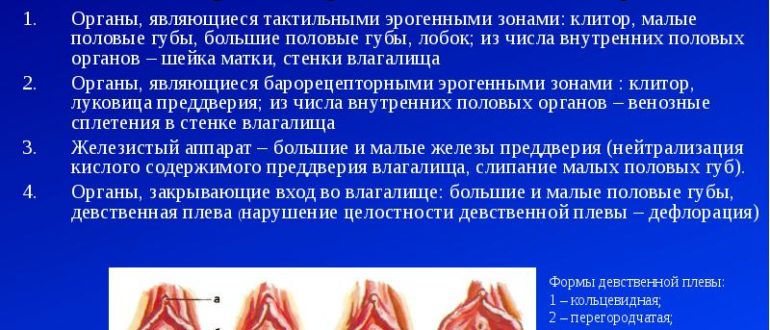Чувствительные малые губы