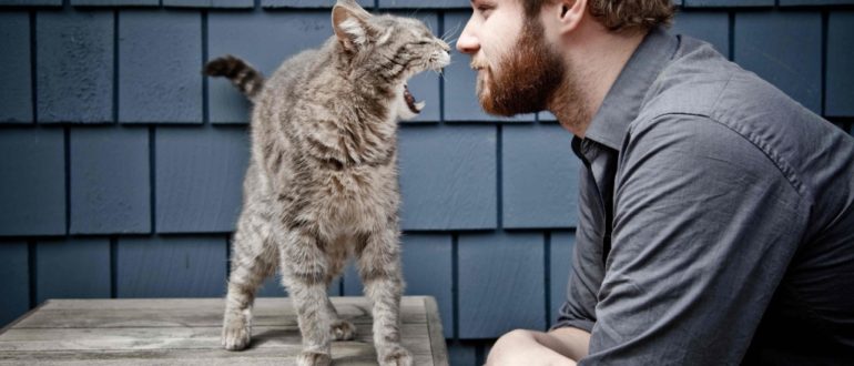 Можно ли контактировать с кошками?