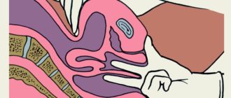 Во что упирается член во время секса?