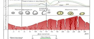 На 22 день цикла сильно кровит