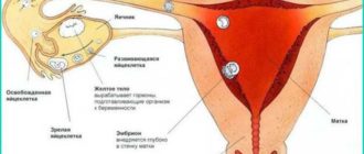 Могла ли я забеременеть если парень вошел и вышел?