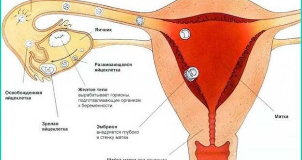 Могла ли я забеременеть если парень вошел и вышел?
