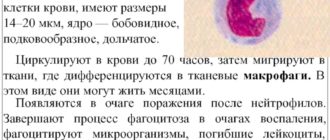 Моноциты 11.2