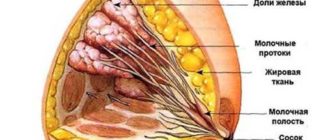 Молочные железы
