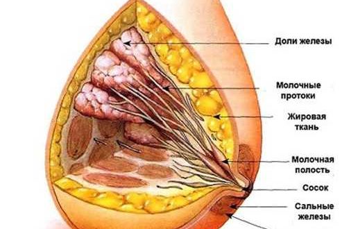 Молочные железы