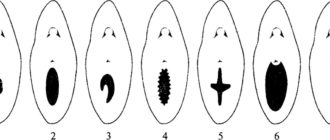 Дефлорация без крови