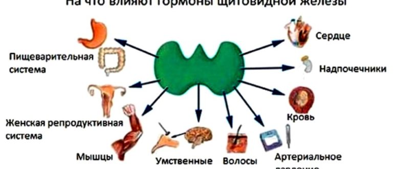 Влияет ли ДИПРОСПАН на гормоны щитовидной железы