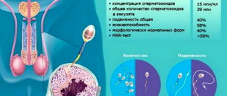 Вероятность беременности, сперма, жизнеспособность сперматозоидов