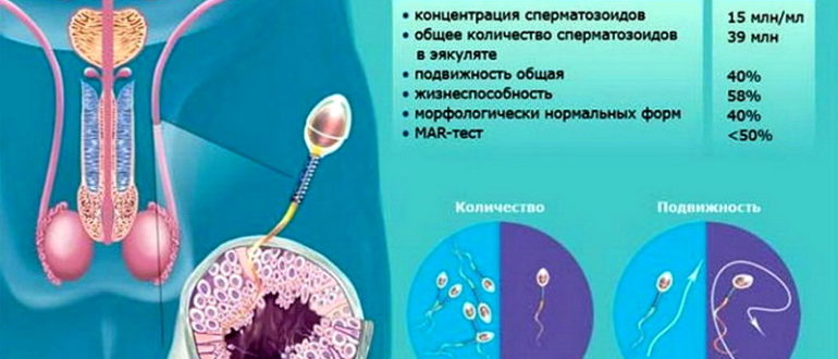 Вероятность беременности, сперма, жизнеспособность сперматозоидов