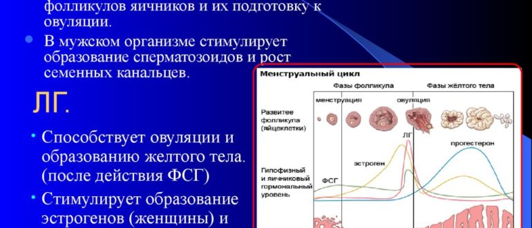 Эко и высокие гормоны ФСГ и ЛГ