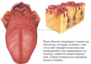 На корне языка