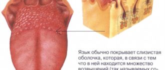 На корне языка