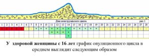 Менструальный цикл 25 дней