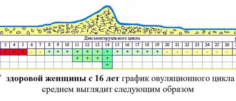 Менструальный цикл 25 дней