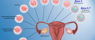 Может ли произойти оплодотворение?