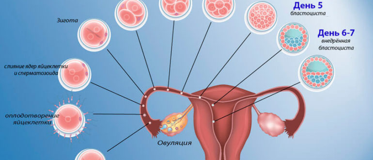 Может ли произойти оплодотворение?