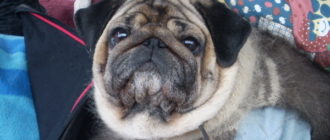 Чувство вины от усыпления собаки