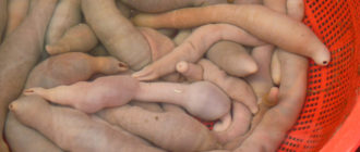 Вялый половой член весь белый