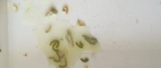 Черные прожилки в отделяемом из носа